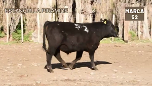  1 Toro