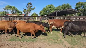  35 Vacas de invernar