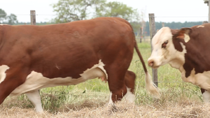  4 Vaquillonas preñadas
