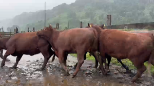  29 Vaquilla Engorda en Río Bueno, XIV Región Los Ríos