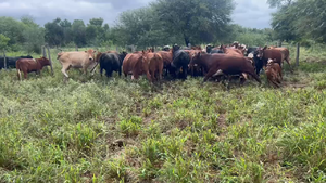  43 Vacas medio uso C/ gtia de preñez en Juan José Castelli, Chaco