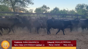  LOTE 121