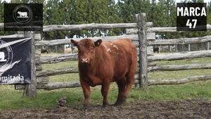  1 Toro