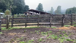  23 Novillo Engorda, Pucón, IX Región Araucanía