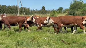  16 Vacas nuevas Preñadas en Corrientes, Curuzú-Cuatiá