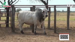  Brahman