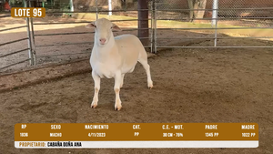  LOTE 95