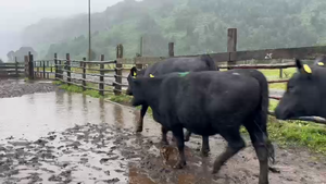  27 Vaquilla Engorda en Río Bueno, XIV Región Los Ríos