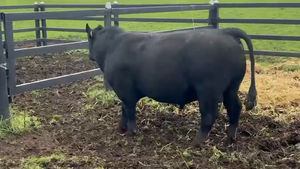  1 Toro