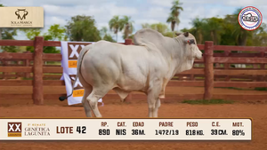 Lote 42 — Sola Marca SA