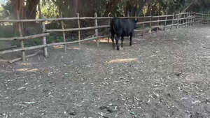  23 Novillo Gordo