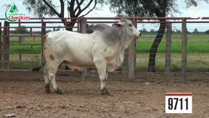  Toros Brahman