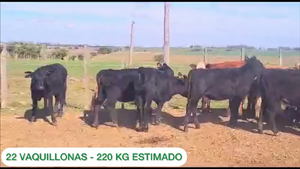  22 vaquillonas