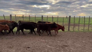  50 TERNS. HEMBRAS, EN LINCOLN, BS. AS.