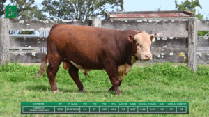  Toros La Lorencita