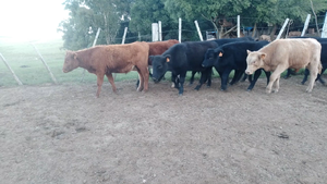  12 Terneras Raza Carne