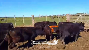  11 Vacas nuevas C/ cria Y CON SERVICIO