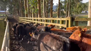  65 Ternera en Toltén, IX Región Araucanía