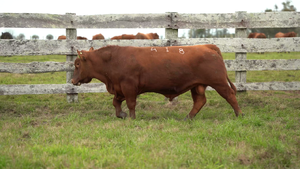 Toros SA — Escritorio Dutra LTDA.