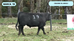  1 Toro en XI Región Aysén, Coyhaique