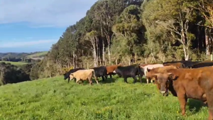  20 Ternero en Ancud, X Región Los Lagos