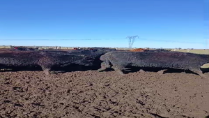  17 Vaquillonas C/ gtia de preñez en Buenos Aires, Cañuelas