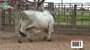  Toros Brahman