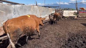  17 Vaca Gorda en Mostazal, VI Región O-Higgins