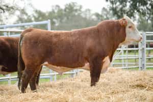 Lote 4 — Escritorio Dutra LTDA.