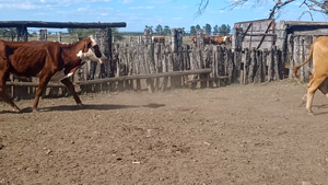  12 Vacas de invernar en Corrientes, Monte Caseros