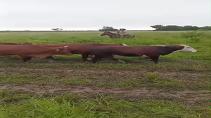  40 Novillos en Formosa, Villa Gral. Güemes