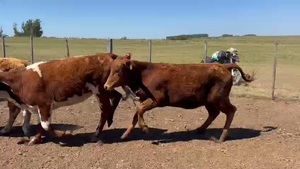 28 Vaquillonas 1 a 2 años