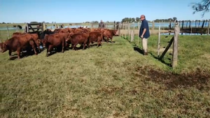  32 Terneros/as en Pehuajó