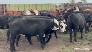  37 Novillitos y vaquillonas