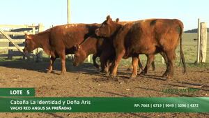  Vacas SA preñadas