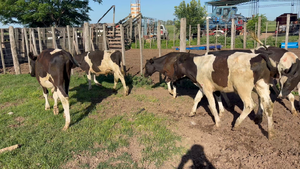  13 Terneros Holando Argentino en San Cristóbal, Santa Fe