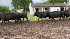  49 Vacas nuevas Preñadas