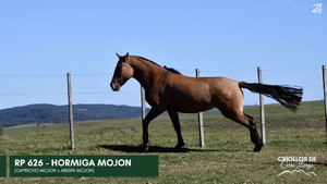  HORMIGA MOJON
