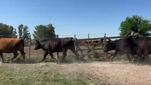  61 Vaquillonas C/ gtia de preñez