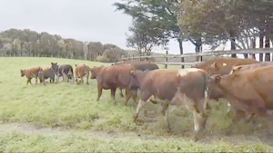  32 Ternero en Ancud, X Región Los Lagos