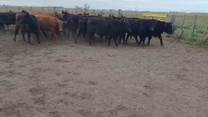  22 Novillos EN OLAVARRÍA