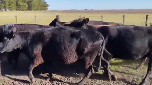  23 VACAS PREÑADAS, EN URDAPILLETA, BS. AS.