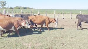  23 Vacas de invernar en Maciá, Entre Ríos