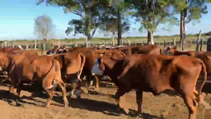  296 Vacas nuevas C/ gtia de preñez en Federal, Entre Ríos