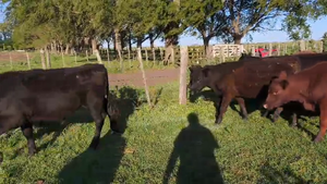  60 Novillitos y vaquillonas