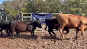  90 VAQUILLONAS, EN GUAMINÍ, BS. AS.