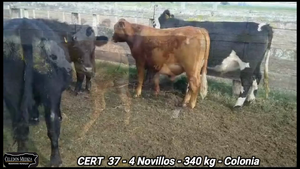  4 Novillos 1 a 2 años en Colonia