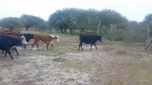  55 Novillitos en Entre Ríos, Chajarí