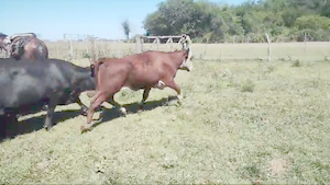  29 Vacas CUT preñadas en Entre Ríos, La Paz