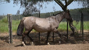  EL  GAVILÁN  OSA  PARDA